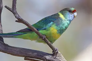 Mallee: Mallee Ringneck Parrot