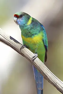 Mallee: Mallee Ringneck Parrot