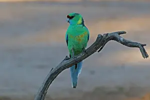 Mallee: Mallee ringneck parrot