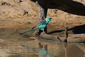 Mallee: Mallee ringneck parrot female at waterhole