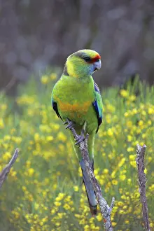 Mallee: Mallee Ringneck Parrot - Live in scrub country