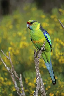 Mallee: Mallee Ringneck - Robust parrots, live in scrub country