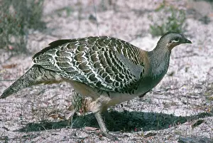 Leipoa: Malleefowl