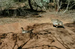 Leipoa: Malleefowl (Leipoa ocellata) male and female on