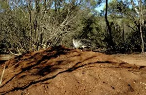 Leipoa: Malleefowl (Leipoa ocellata) on mound. Western