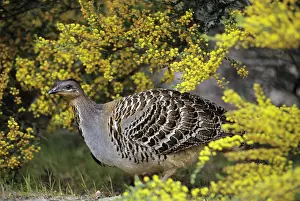 Leipoa: Malleefowl / Lowan