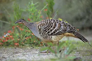 Leipoa: Malleefowl / Lowan