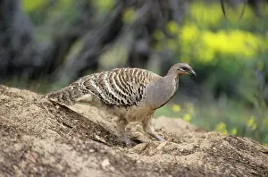 Leipoa: Malleefowl / Lowan