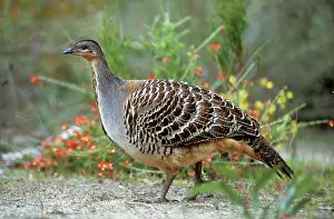 Leipoa: MALLEEFOWL / LOWAN