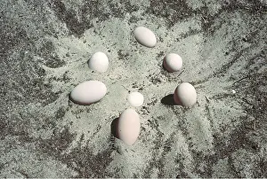 Lowan: MALLEEFOWL / LOWAN - eggs on exposed nesting mound