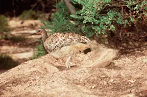 Leipoa: MALLEEFOWL / LOWAN - male, raking nesting mound