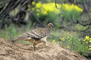 Leipoa: Malleefowl / Lowan - at nest mound