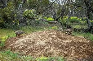 Leipoa: Malleefowl / Lowan - pair at nest site