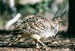 Leipoa: MALLEEFOWL / LOWAN - side view