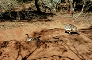 Leipoa: Malleefowl - Male and female on mound