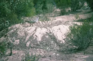 Leipoa: Malleefowl on Nest
