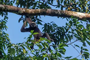 Sabah: Maller's gibbon funereus