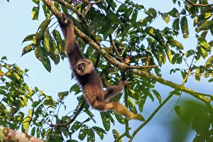 Sabah: Maller's gibbon funereus