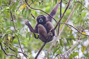 Sabah: Maller's gibbon funereus