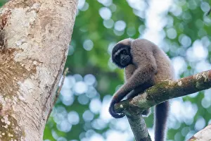 Sabah: Maller's gibbon funereus