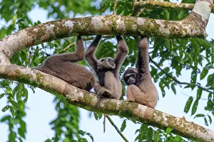 Sabah: Maller's gibbon funereus
