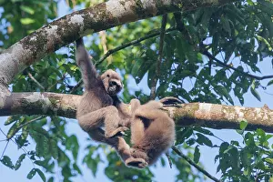 Sabah: Maller's gibbon funereus