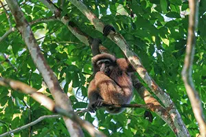 Sabah: Maller's gibbon funereus