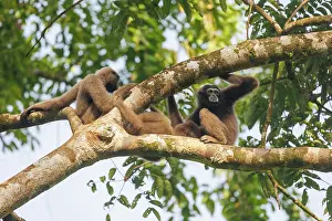 Sabah: Maller's gibbon funereus