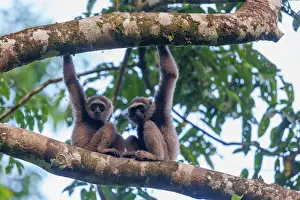 Sabah: Maller's gibbon funereus