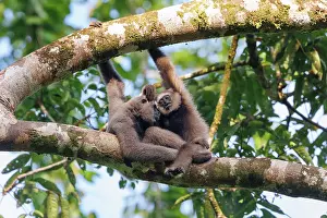 Sabah: Maller's gibbon funereus