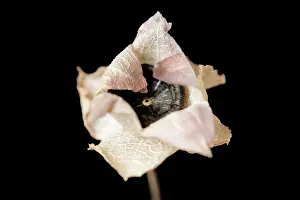 Lavatera: Mallow