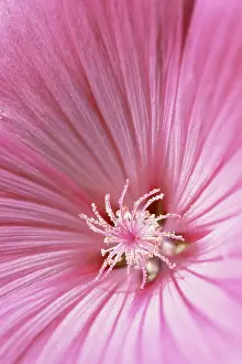 Lavatera: Mallow