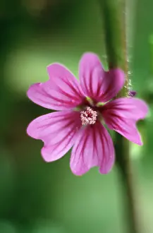 Mallow: Mallow