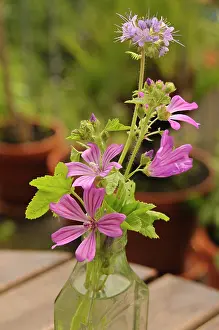 Mallow: Mallow