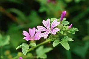 Mallow: Mallow