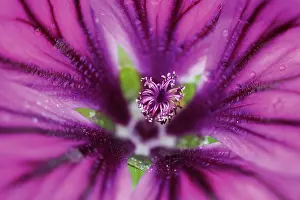 Mallow: Mallow