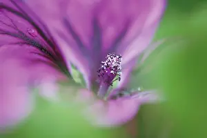 Mallow: Mallow