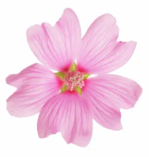 Mallow: Mallow