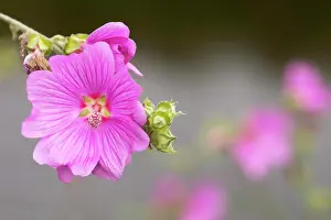 Mallow: Mallow