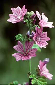Mallow: Mallow