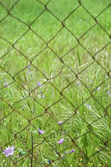Mallow: Mallow, Common Mallow, Malva sylvestris and other