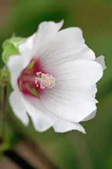 Mallow: Mallow, Lavatera Barnsley, Close view of one front