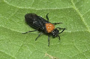 Mallow: The mallow sawfly