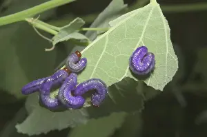 Larvae: Mallow sawfly larvae