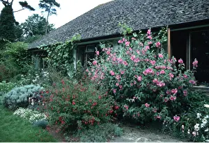 Fuchsia: Mallow Shrub and Fuchsia - in garden