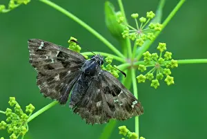 Skippers: Mallow Skipper
