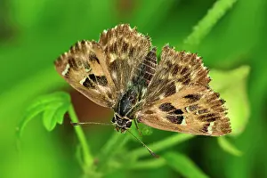 Skippers: Mallow Skipper