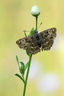 Mallow: Mallow Skipper
