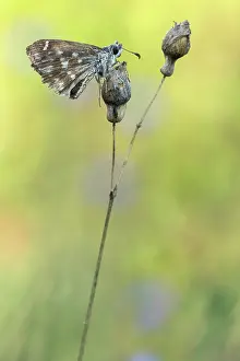 Gender: Mallow Skipper