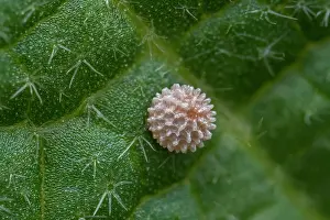 Skipper: Mallow Skipper (Carcharodus alceae) egg of butte